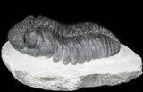 Drotops Trilobite - Issoumour, Morocco #45605-2